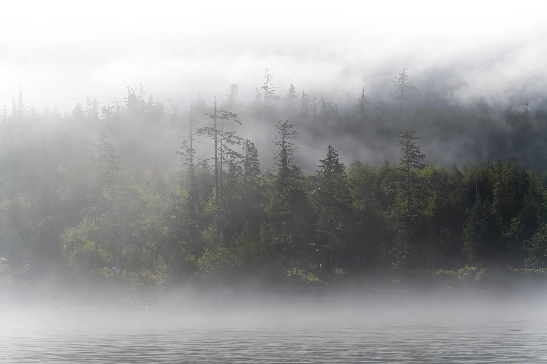 Rocky North Coast shoreline with tall trees