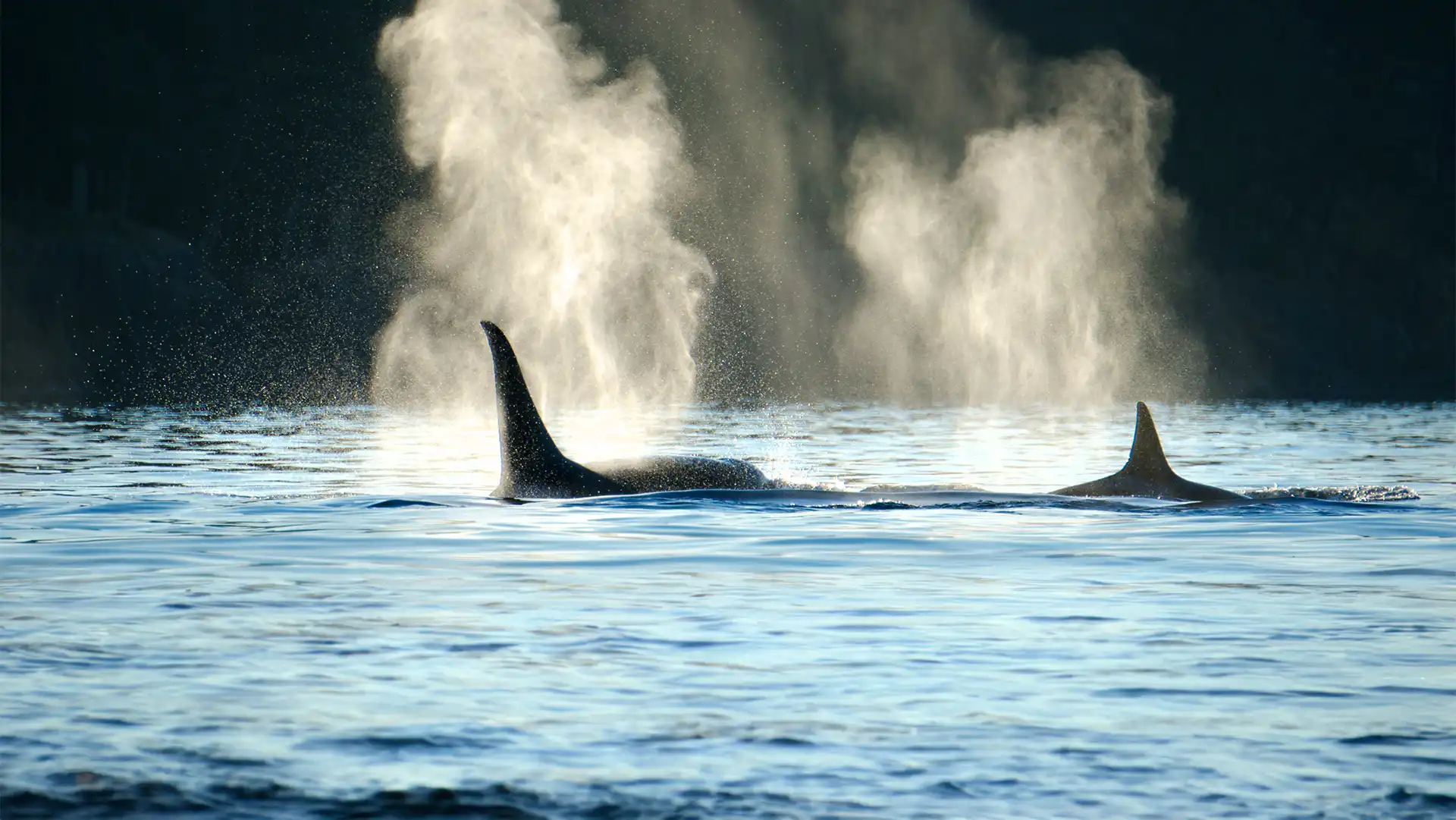 Two orca whales in coastal water
